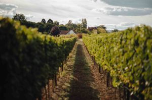 Hochzeit im Weingut Mussler Bissersheim 361
