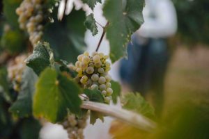 Hochzeit im Weingut Mussler Bissersheim 447