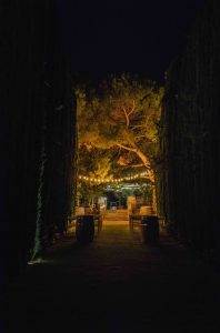 Hochzeit im Weingut Mussler Bissersheim 482